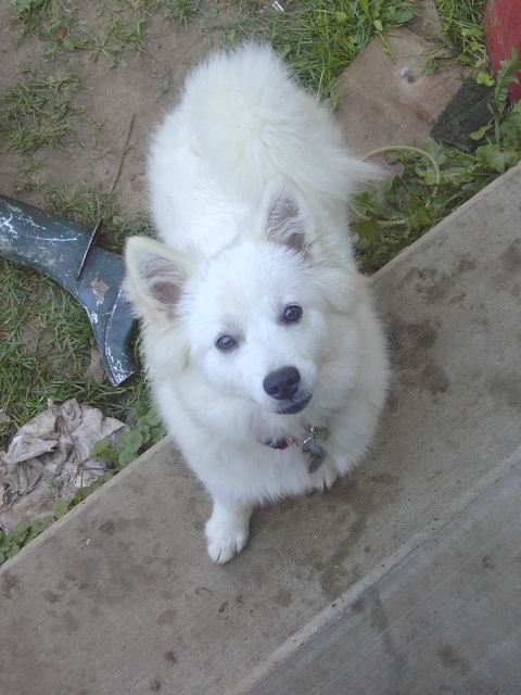Dogee'