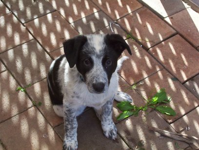 Cody 15 weeks