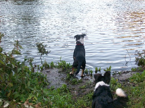 charlie Delta water