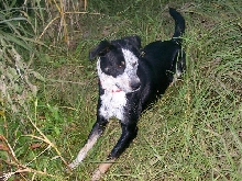 Charlie in the grass