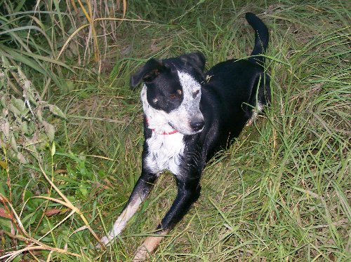 Charlie in the grass