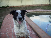 Cody by the pool