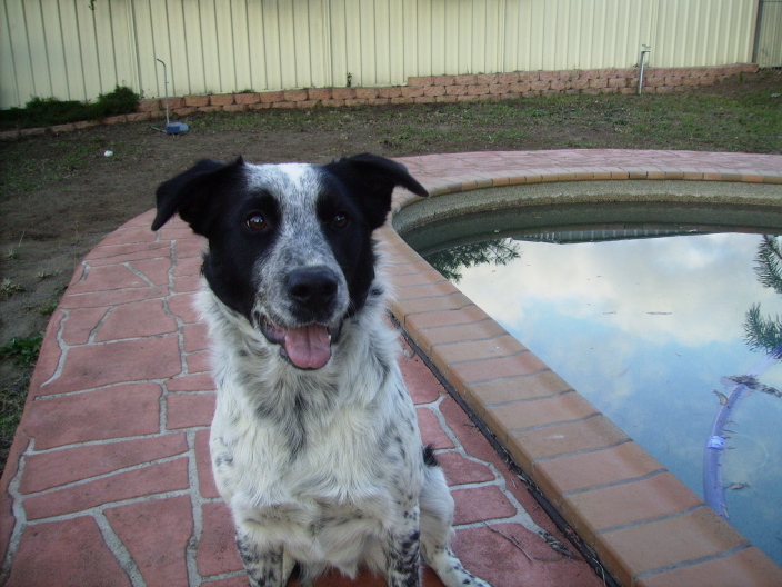 Cody by the pool