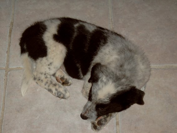 cody 8 weeks