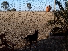 maddie looking at kangaroo