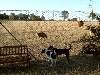 cody and maddie looking at emus
