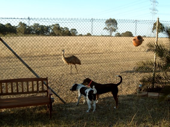 cody and maddie looking at emus