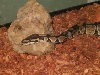 My little boy 2