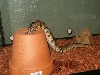 pic3