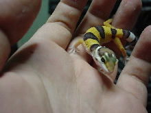My new LeoGecko