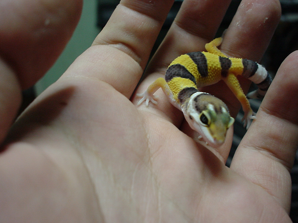 My new LeoGecko