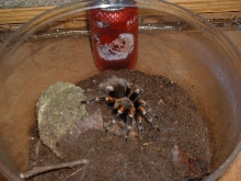 mexican flameknee