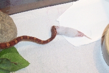 my corn eating his first fuzzy