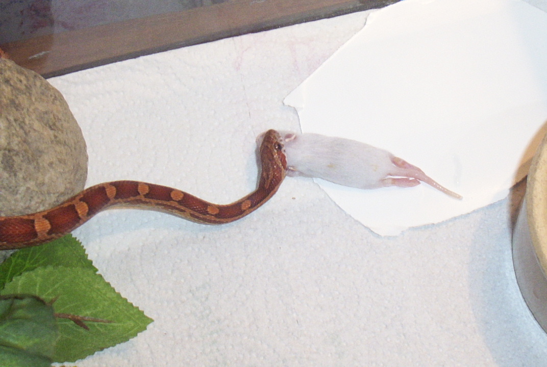 my corn eating his first fuzzy