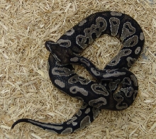 VPI Axanthic Girl