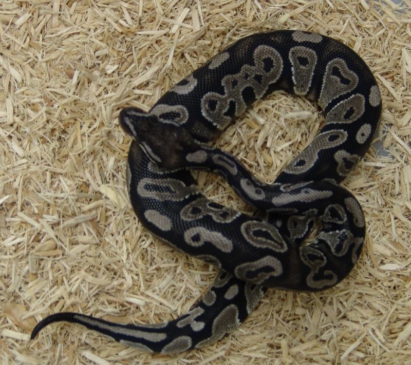 VPI Axanthic Girl