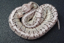 Axanthic Lemon Blast Male