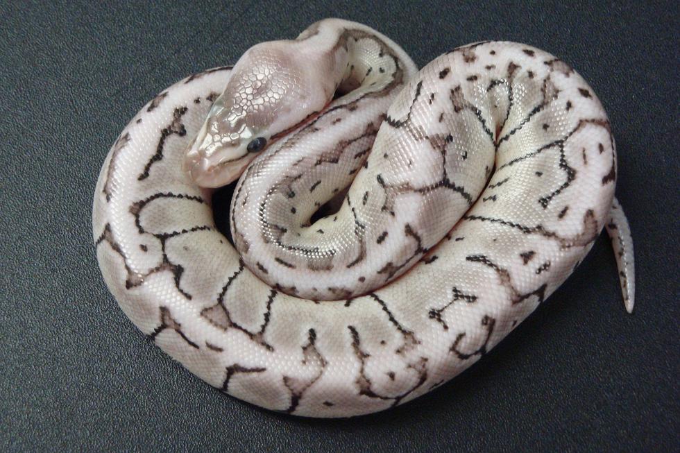 Axanthic Lemon Blast Male