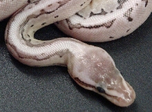 Axanthic Lemon Blast Male