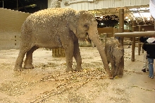 baby elephant