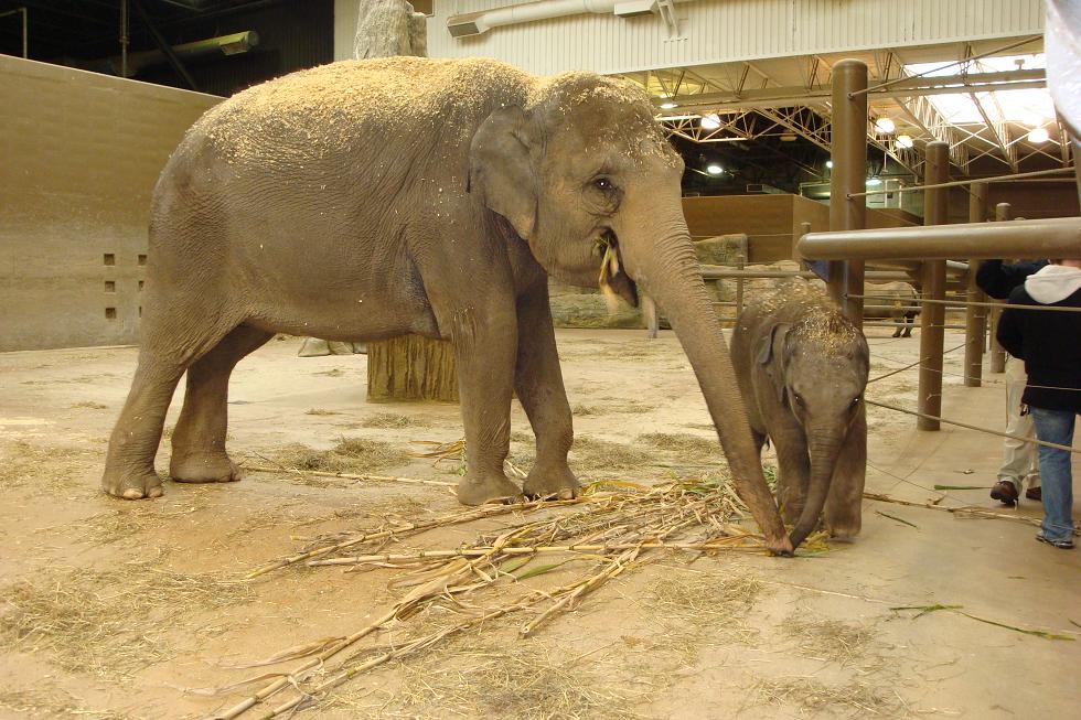 baby elephant