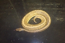 C&C Reptiles CinnyPin