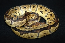C&C Reptiles Clown Female
