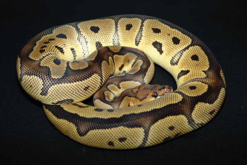 C&C Reptiles Clown Female