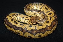 C&C Reptiles Clown Male