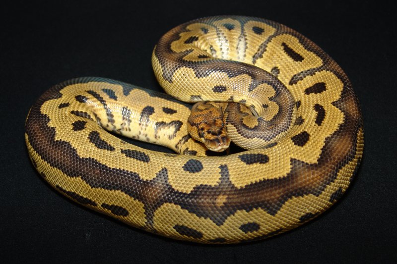 C&C Reptiles Clown Male