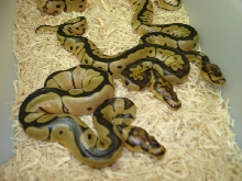 Clown Ball Pythons!