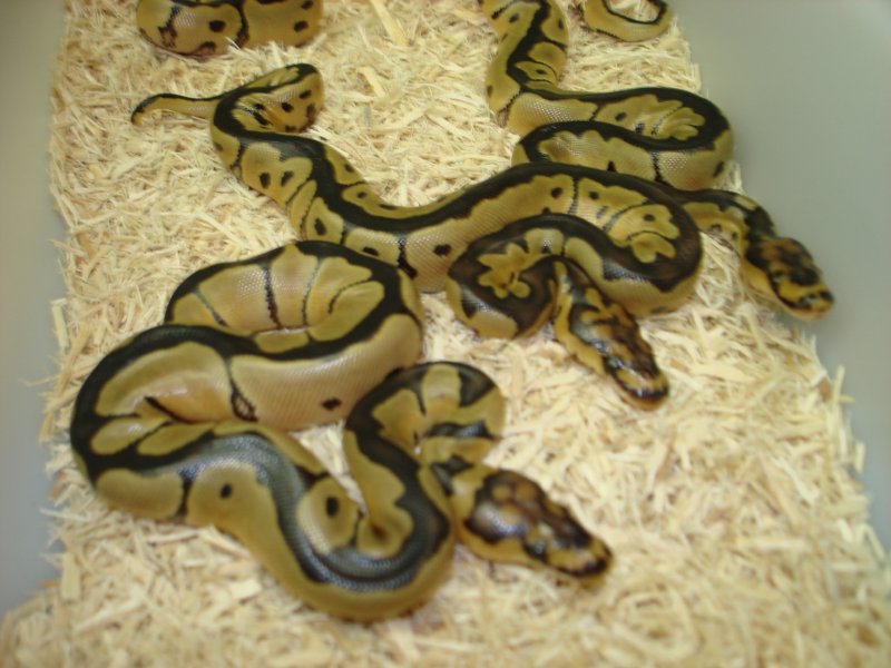 Clown Ball Pythons!