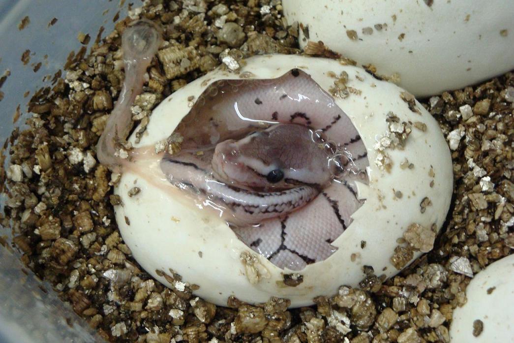 Axanthic Lemon Blast