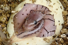 Axanthic Lemon Blast