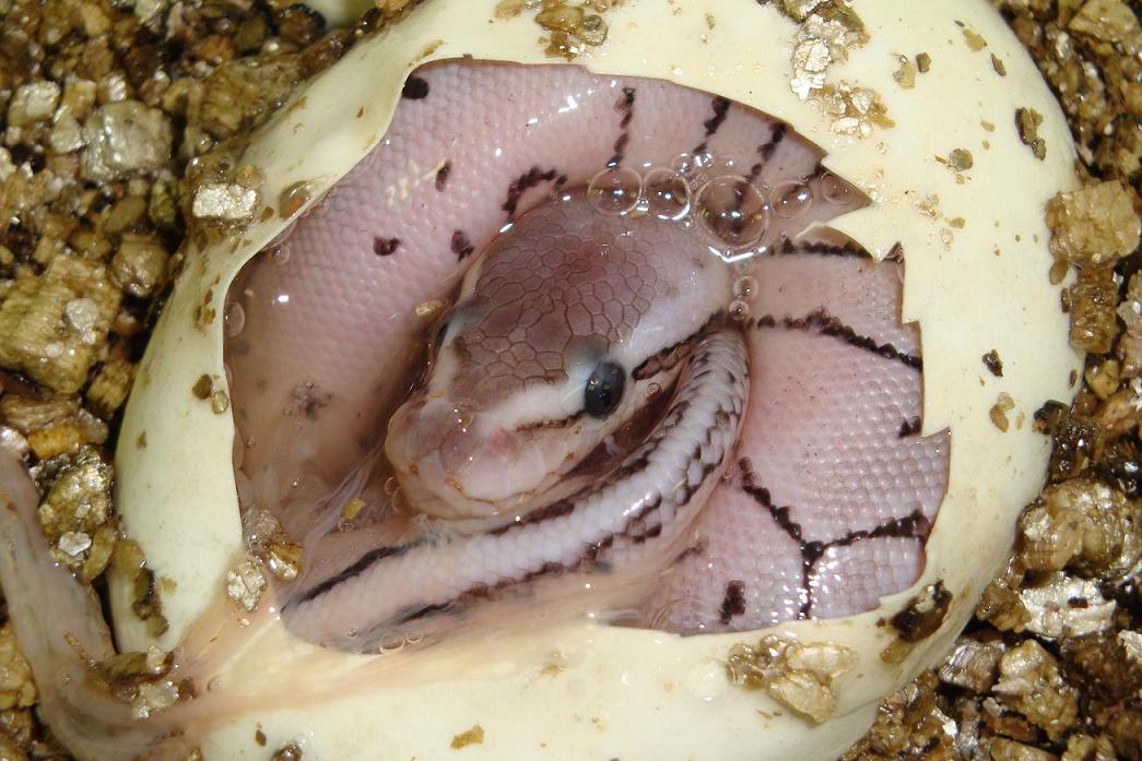 Axanthic Lemon Blast