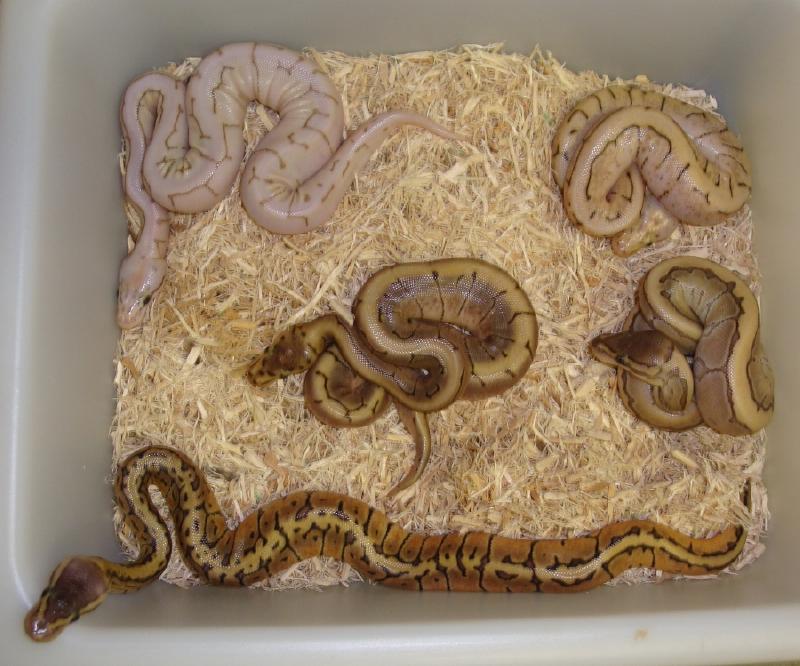 Pastel King Spin