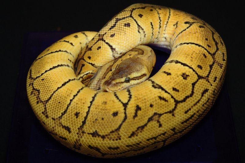 C&C Reptiles Lemon Blast!