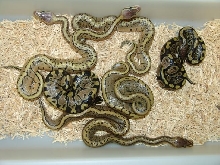 LemonBlast x Axanthic Clutch