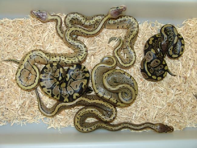 LemonBlast x Axanthic Clutch
