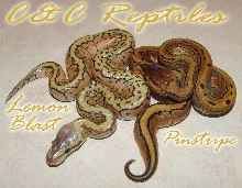 Lemon Blast Pinstripe