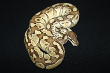 C&C Reptiles Lesser Platinum