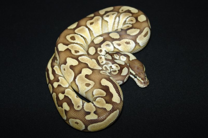 C&C Reptiles Lesser Platinum