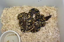 Mojave Het Hypo Male