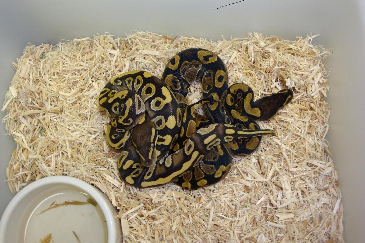 Mojave Het Hypo Male