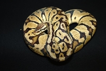 C&C Reptiles 2004 Pastel