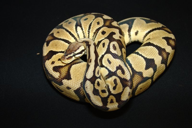 C&C Reptiles 2004 Pastel