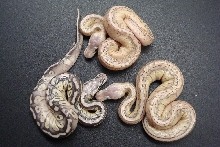 Pastel KingPin