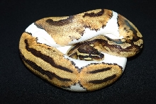 C&C Reptiles Pied
