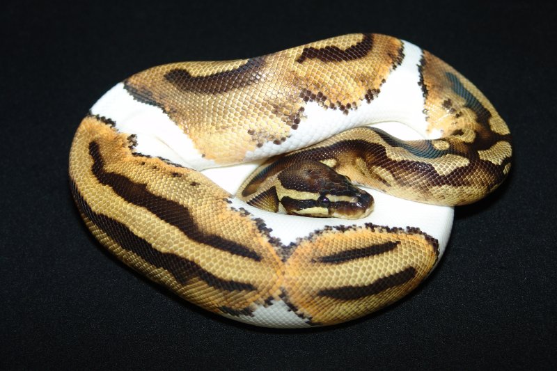 C&C Reptiles Pied