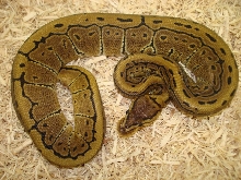 Pinstripe Female